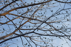 Enterolobium cyclocarpum