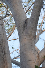 Enterolobium cyclocarpum