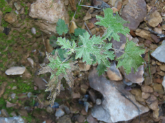 Sphaeralcea rusbyi