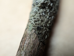 Phaeophyscia ciliata