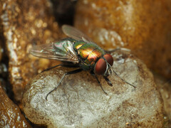 Lucilia illustris