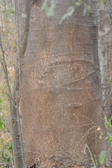 Enterolobium cyclocarpum