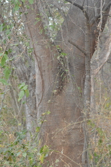 Enterolobium cyclocarpum