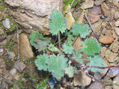 Sidalcea neomexicana
