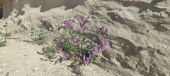 Phacelia crenulata ambigua