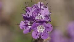 Phacelia crenulata ambigua
