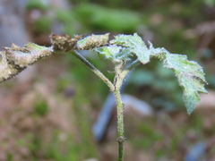 Sidalcea neomexicana