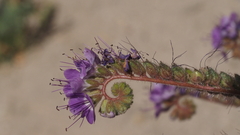 Phacelia crenulata ambigua