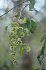Pithecellobium dulce
