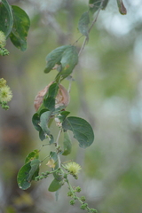 Pithecellobium dulce