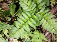 Adiantum latifolium