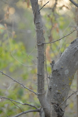 Pithecellobium dulce