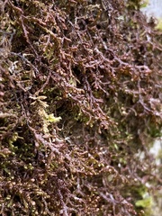 Frullania nisquallensis