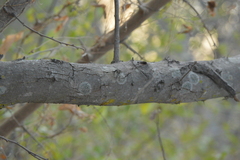 Pithecellobium dulce