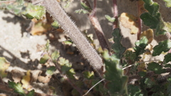 Phacelia crenulata ambigua