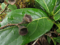 Aniba robusta