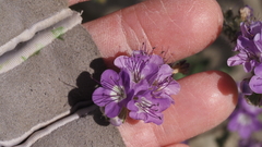 Phacelia crenulata ambigua