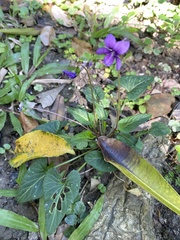 Viola confusa