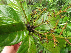 Aniba robusta