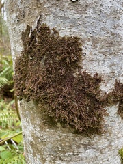 Frullania nisquallensis