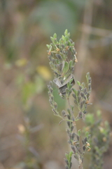 Henrya insularis