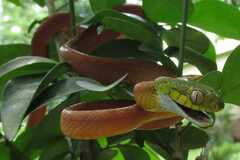 Boiga cyanea