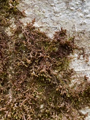 Frullania nisquallensis