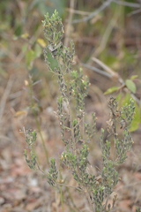 Henrya insularis