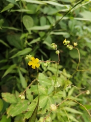 Oxalis frutescens