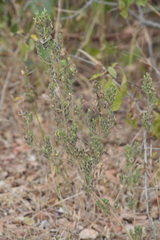 Henrya insularis