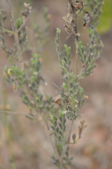 Henrya insularis