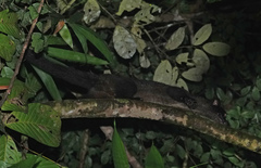 Arctogalidia trivirgata