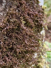 Frullania nisquallensis