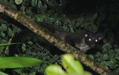 Arctogalidia trivirgata