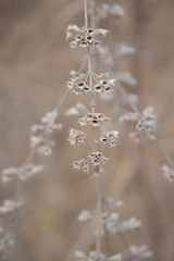 Mesosphaerum suaveolens