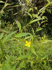 Oxalis frutescens