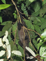 Arctogalidia trivirgata