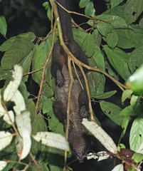 Arctogalidia trivirgata