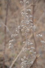 Mesosphaerum suaveolens