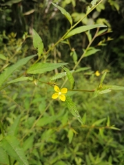 Oxalis frutescens