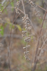 Mesosphaerum suaveolens