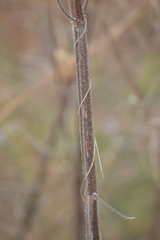 Mesosphaerum suaveolens