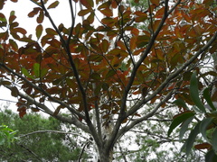Terminalia muelleri