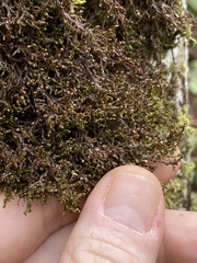 Frullania nisquallensis