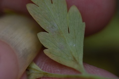 Erysiphe macleayae
