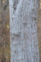Pithecellobium dulce