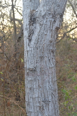 Pithecellobium dulce