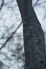 Pithecellobium dulce