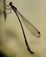 Protosticta versicolor