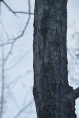 Pithecellobium dulce